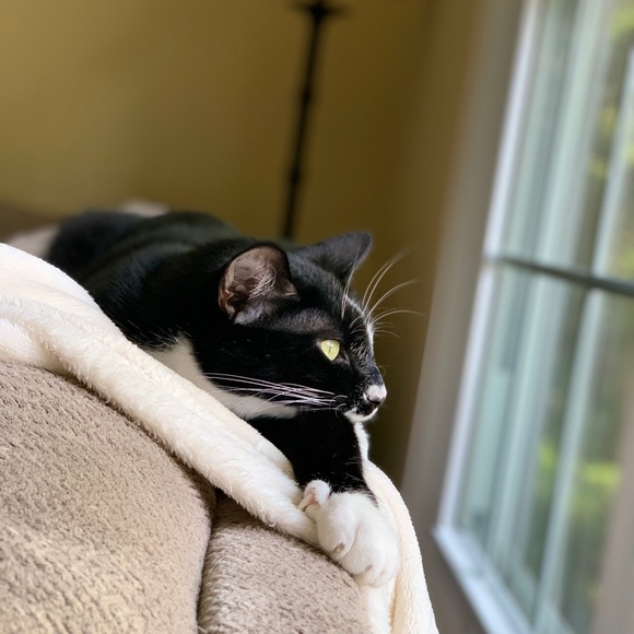 Meet your Posher, Kylee - Picture 1 of 1